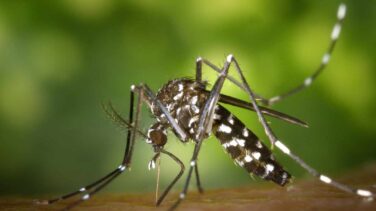 Sanidad eleva el riesgo de que aparezcan casos de dengue en Ibiza 