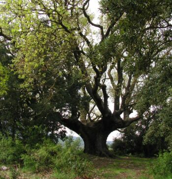 Árboles monumentales, gigantes sabios de la biodiversidad