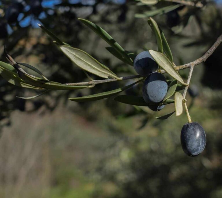 Detenido un joven por presuntamente matar a otro en la recogida de aceituna en Jaén