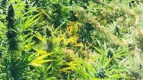 Descubren 4.600 plantas de marihuana en un Parque Natural de Guadalajara