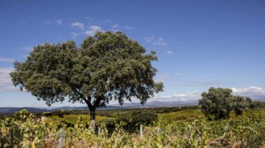 En busca de un gran vino de Madrid