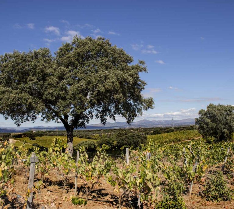 En busca de un gran vino de Madrid