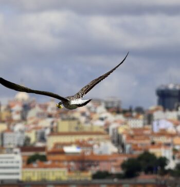 Fauna salvaje y ciudad: una relación complicada