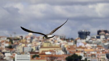 Fauna salvaje y ciudad: una relación complicada