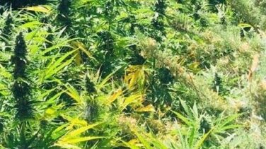 Marihuana de alto rendimiento en Toledo: la Guardia Civil desmantela 3.334 plantas