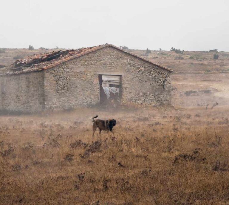 España, el país de Europa donde más mascotas se abandonan: 300.000 al año