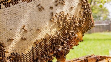 Muere un anciano tras ser atacado por abejas en Lugo