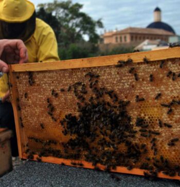 ¿Por qué a las abejas les gusta cada vez más la ciudad?