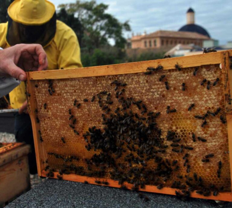 ¿Por qué a las abejas les gusta cada vez más la ciudad?