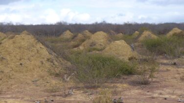 Las termitas ocupan en Brasil un área tan grande como Gran Bretaña