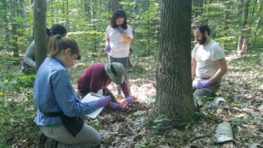 Hallan virus gigantes en un bosque de Massachusetts