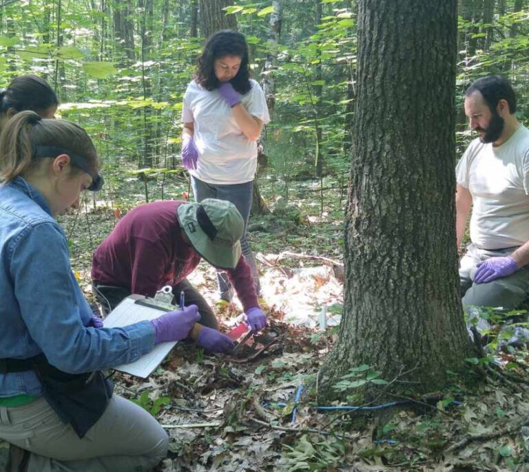 Hallan virus gigantes en un bosque de Massachusetts