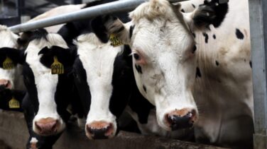 Vacas con agujeros en el lomo: así maltratan a los animales en una granja francesa