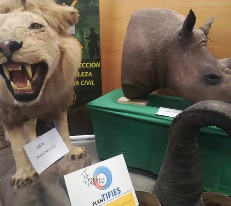 Elefantes, rinocerontes y leones, la Guardia Civil interviene 200 animales disecados