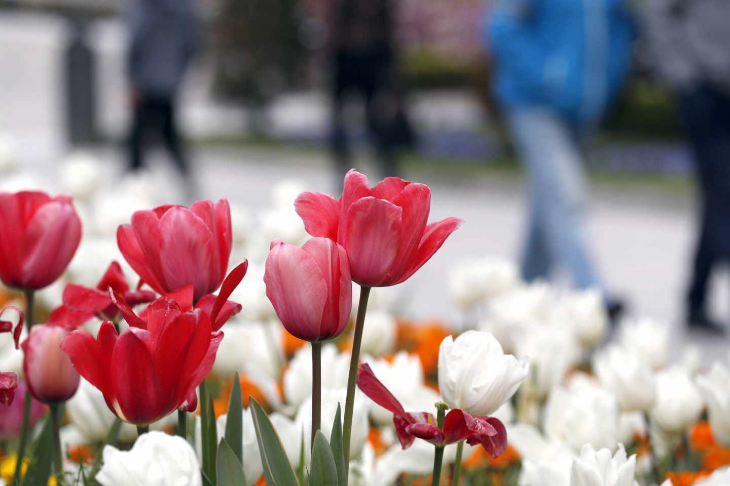 Varios tulipanes en Bilbao