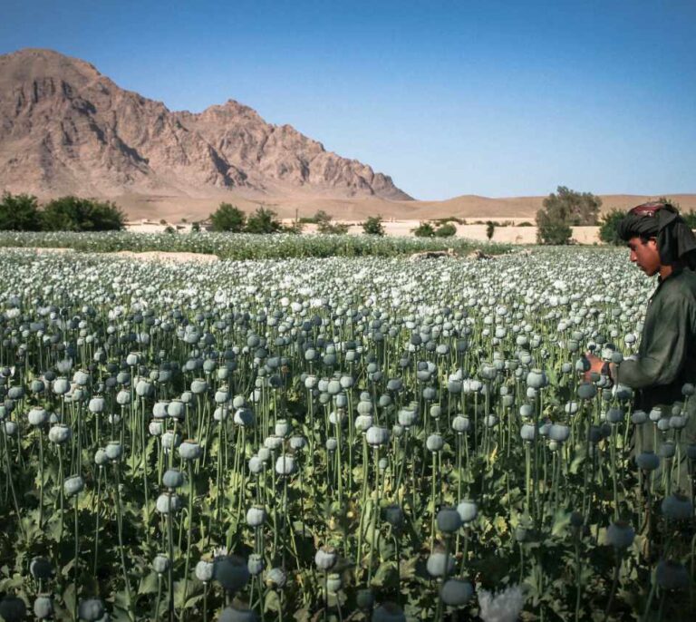 Afganistán, el jardín del opio