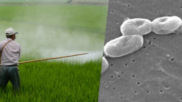 Bacterias mutantes como pesticidas naturales