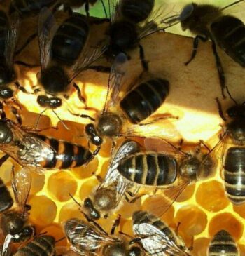 ¿Cómo sería un planeta sin abejas?