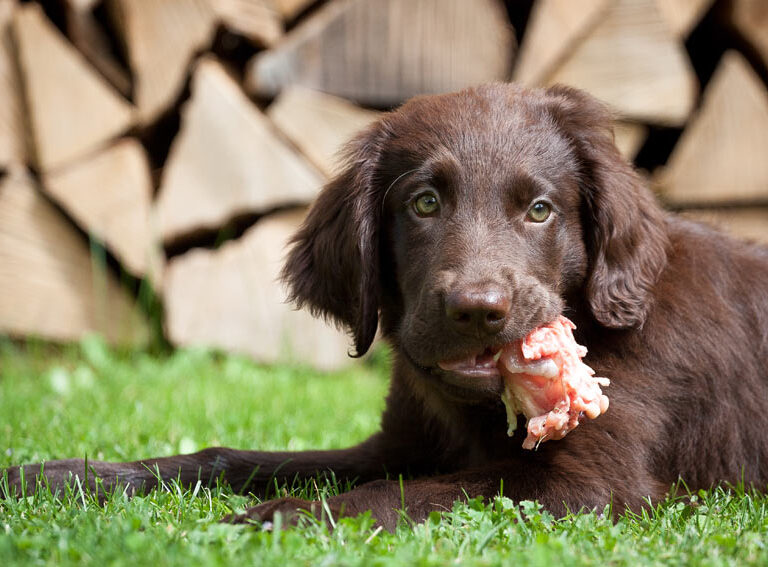 Dar carne cruda a tu perro, una mala idea que os puede costar la salud