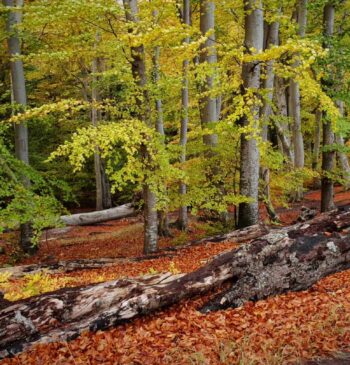 Guía para aprender a caminar (y disfrutar de la naturaleza)