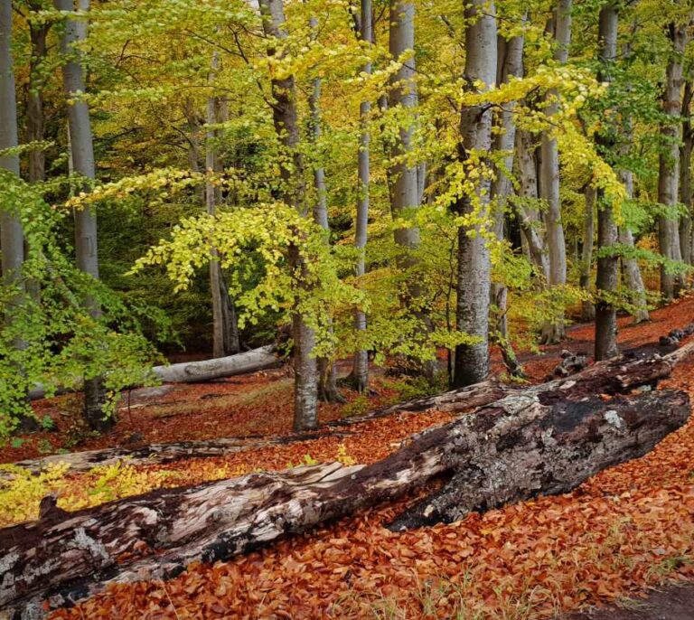 Guía para aprender a caminar (y disfrutar de la naturaleza)