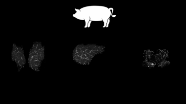Logran recuperar algunas funciones del cerebro de cerdos muertos