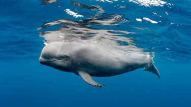 El 'Ponle Freno' del mar: la velocidad también mata a los cetáceos