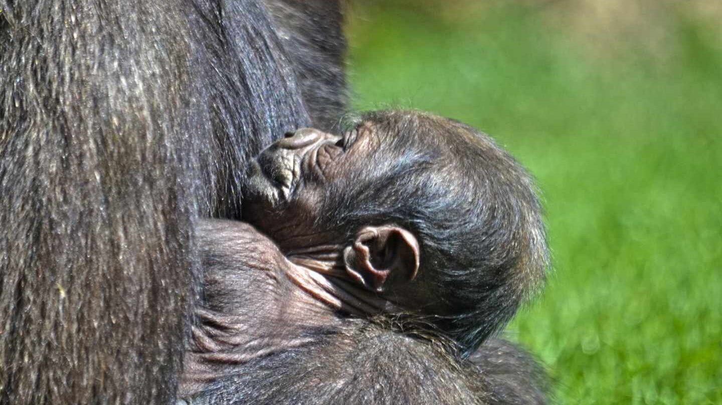 Nace En Valencia Una Especie De Gorila En Peligro Critico De Extincion