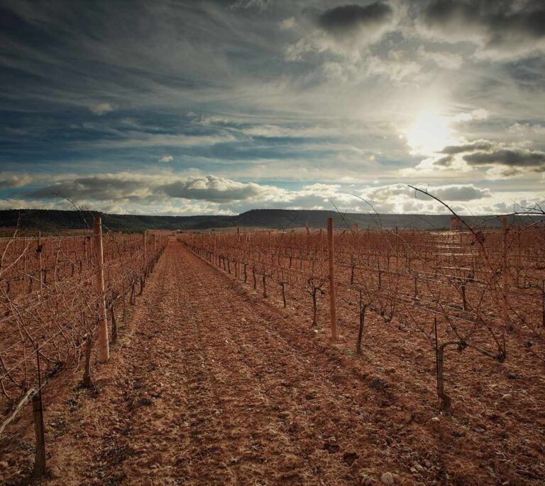 Los mejores vinos Ribera del Duero por menos de 12 euros
