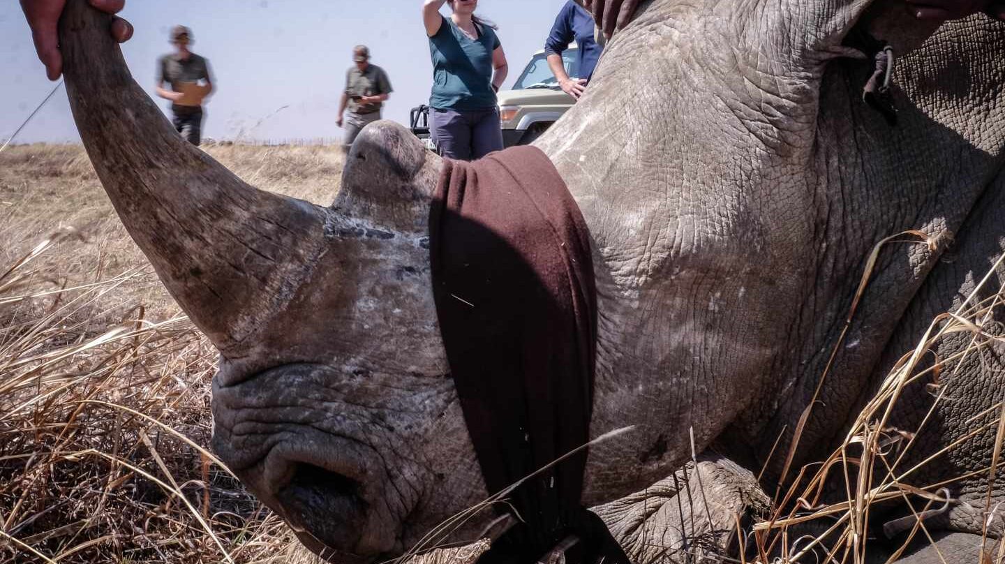 Cazadores de rinocerontes, una batalla por la supervivencia