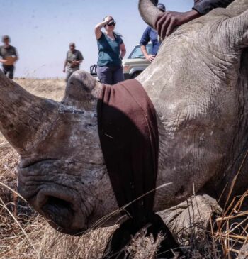 Cazadores de rinocerontes, una batalla por la supervivencia