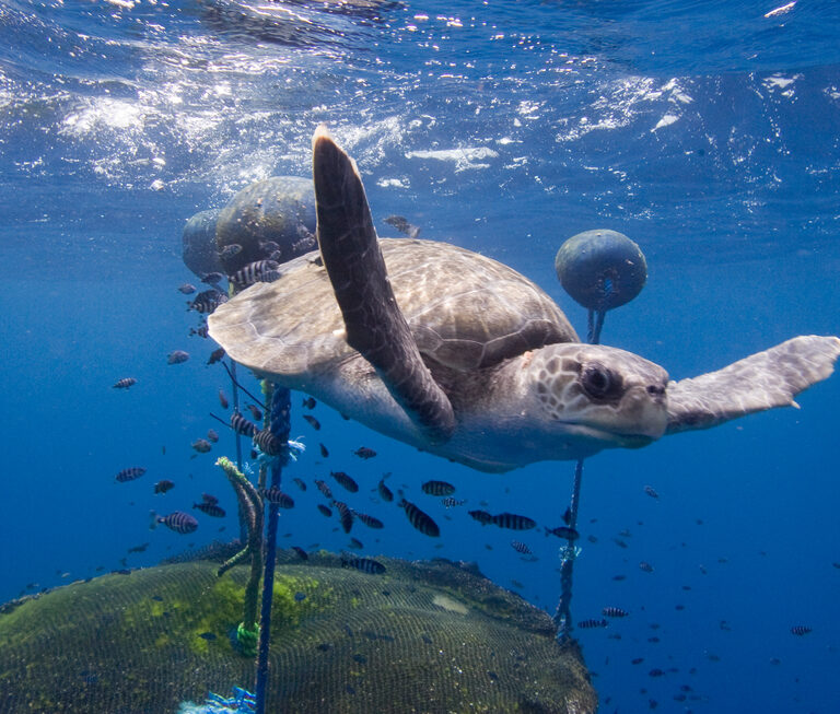 Intervienen más de 600 reptiles vivos, entre ellos tortugas amenazadas