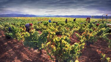España se pone a la cabeza en exportar vino envasado en cajas