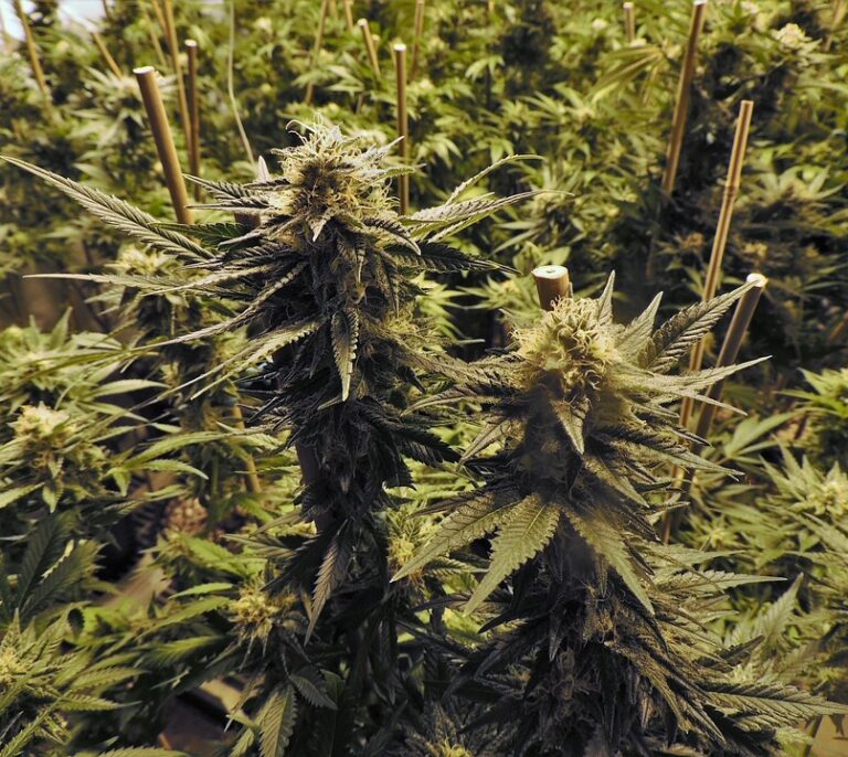 Detenidos dos candidatos de Podemos por una plantación de marihuana en producción