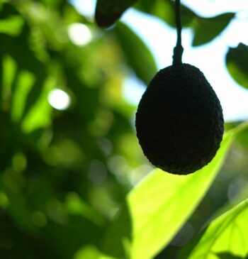 Viajero, 'gourmet' y saludable: los entresijos del aguacate español