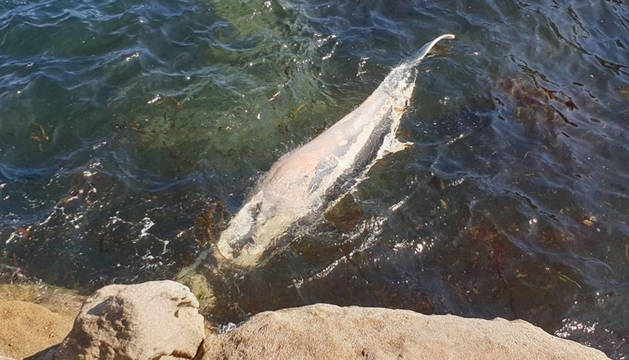 Cadáver de la ballena encontrada en Lugo