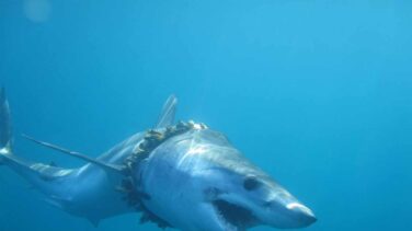 Artilugios de pesca, embalajes y neumáticos atrapan a tiburones y rayas en el océano