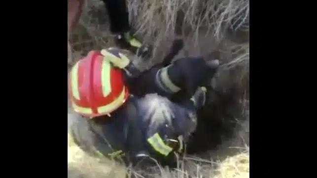 Los Bomberos de Valladolid rescatan a un perro que había caído a un pozo