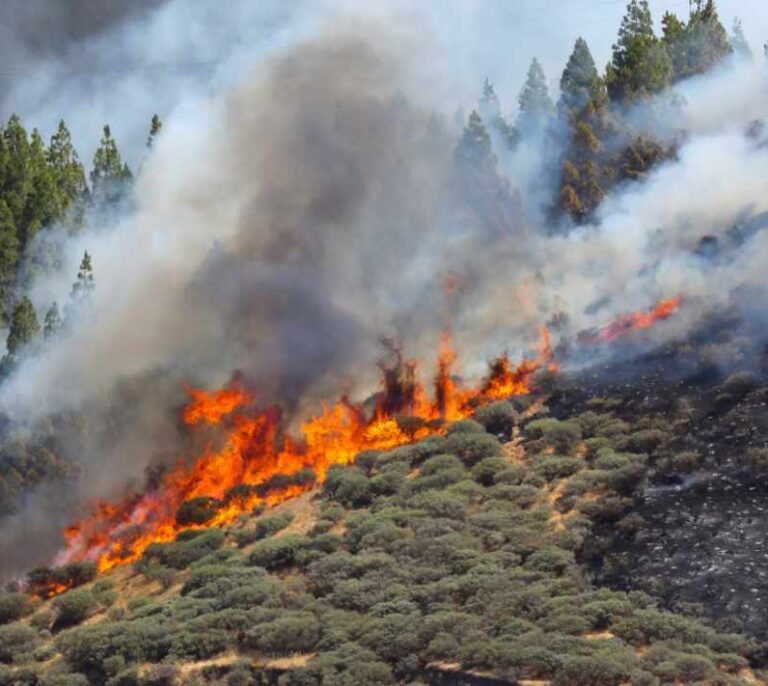 El incendio de Gran Canaria avanza sin control: desalojados más de 1.000 vecinos