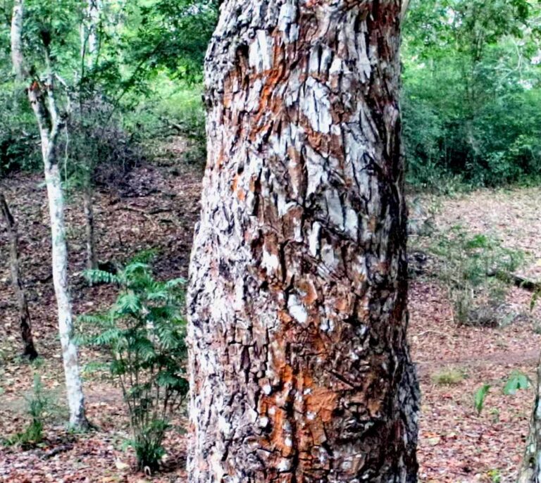 Cuando los chicles venían de los árboles