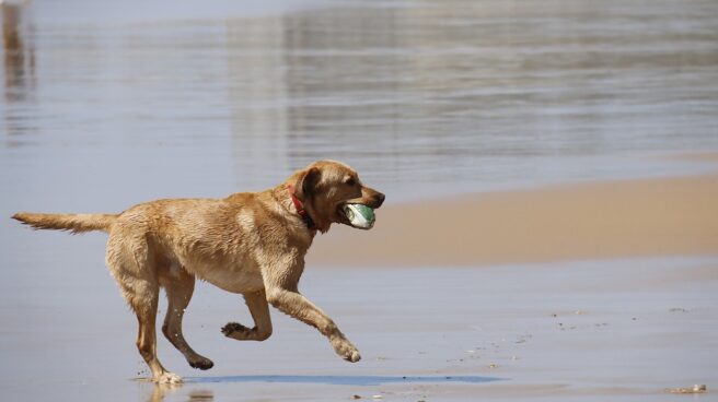 Investigan al presunto asesino del perro de un vecino de Asturias