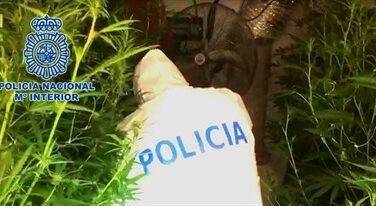 Una jungla de marihuana casera: detienen al propietario de un mega cultivo en Córdoba