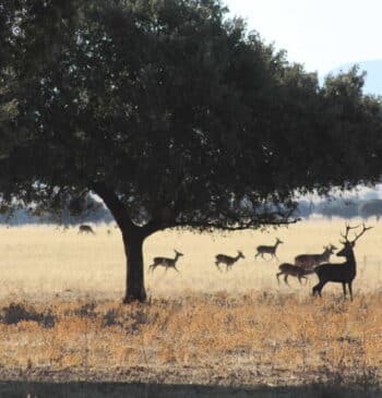 La batalla por la caza en el Parque Nacional de Cabañeros