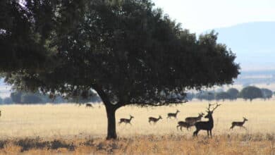 La batalla de los grandes terratenientes por  cazar en el Parque Nacional de Cabañeros