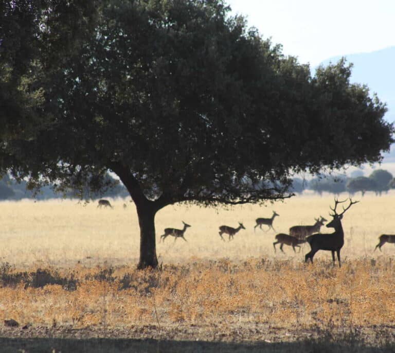 La batalla de los grandes terratenientes por  cazar en el Parque Nacional de Cabañeros