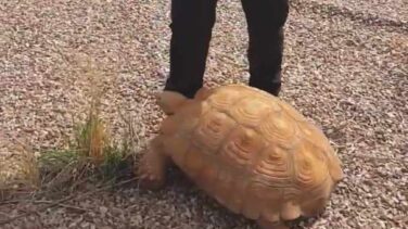 Una tortuga africana de 25 kilos se pasea por una rotonda de Ciudad Real