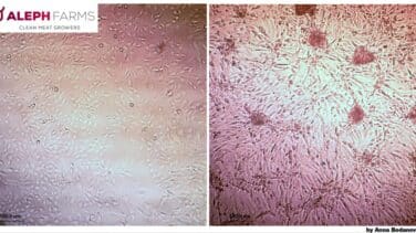 Consiguen producir carne cultivada en la Estación Espacial Internacional