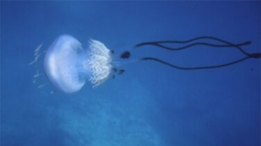 Hallan en el Estrecho de Gibraltar una medusa gigante de casi 40 kilos