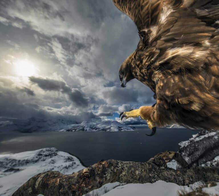 Cazadores de vida salvaje: las mejores imágenes de naturaleza de 2019