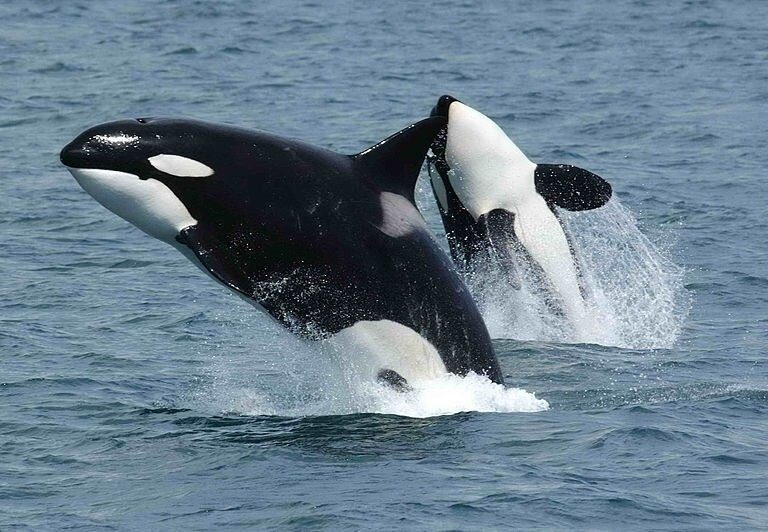 Avistamiento de seis orcas en las aguas de la localidad murciana de Cartagena